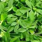 200Herb Penu Greek Seeds