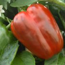100 Sweet Pepper California Wonder Seeds
