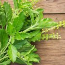 500Thai Holy Basil Green Leaf Seeds