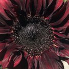 20 Red Wave Sunflower Seeds