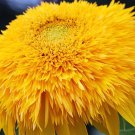 20 Golden Cheer Sunflower Seeds