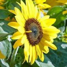 20 Butter Chiffon Sunflower Seeds