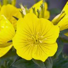 S 1000 Evening Primrose Seeds