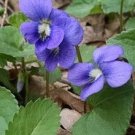 20 Common Blue Violet Wildflower Seeds