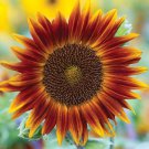 20 Little Becka Sunflower Seeds