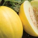 10 Melon Olviya Seeds