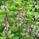 200 Herb Anise Basil Seeds