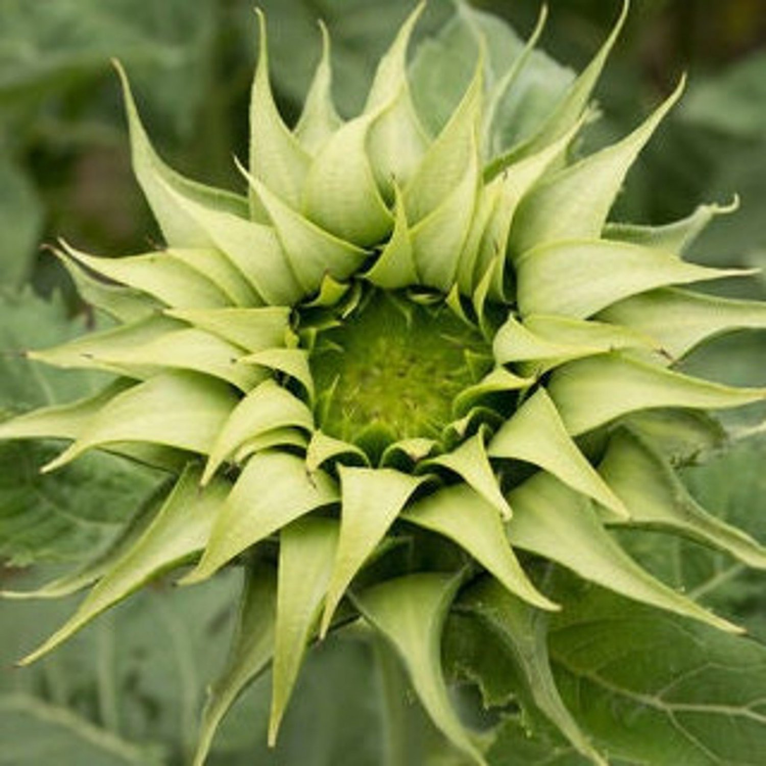 20 Sun Fill Green Sunflower Seeds