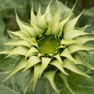 20 Sun Fill Green Sunflower Seeds