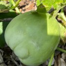 50 Japanese Ruye Melon Seeds Organic