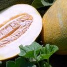 10 Lada Melon Seeds