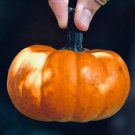 50 Jack Be Little Squash Seeds