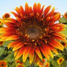 10 Sunflower Joker Seeds