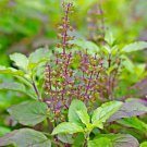 200 Holy Basil Red Leaf Seeds