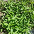 50Water Spinach Seeds