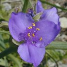 50 Ohio Spiderwort Wild Flower Seeds