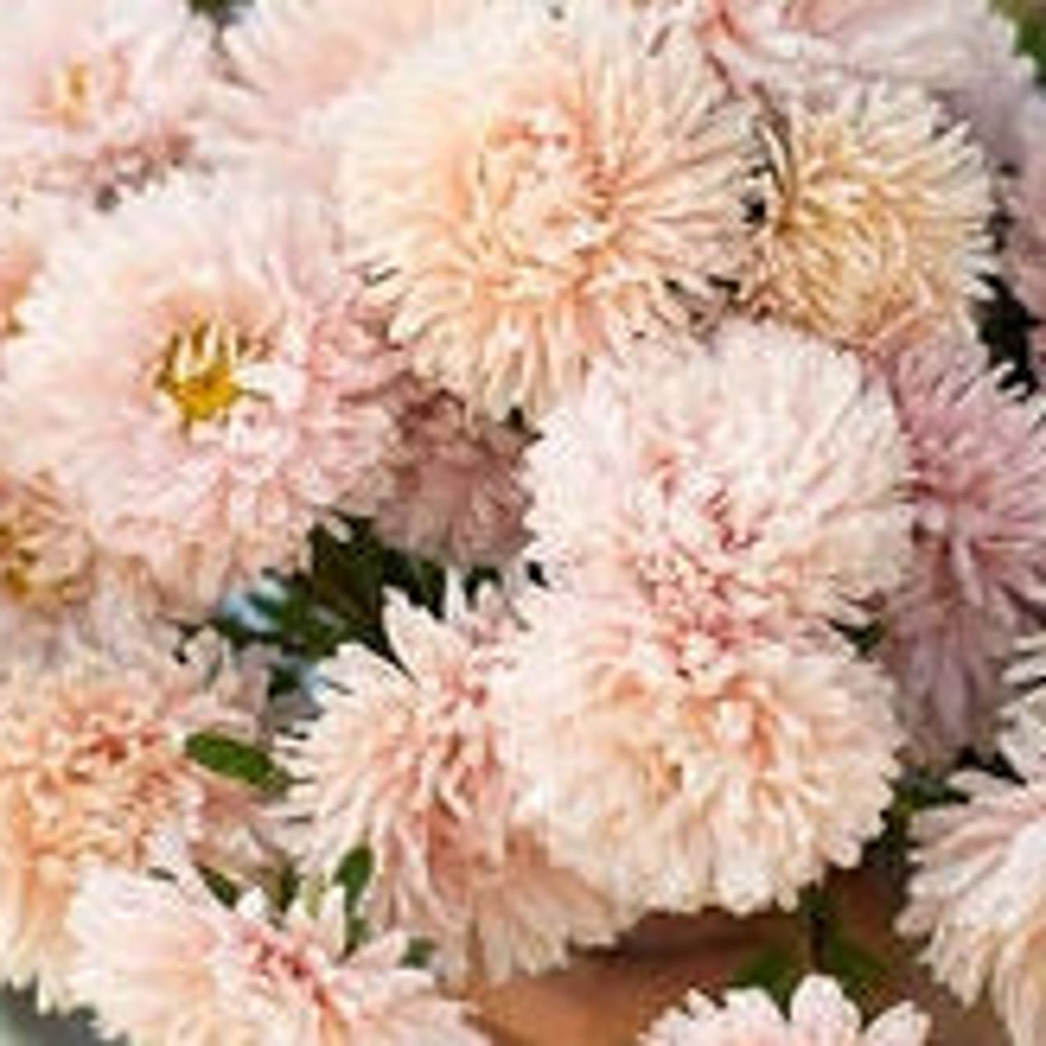 50 Aster Peony Duchess Apricot Seeds