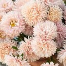 50 Aster Peony Duchess Apricot Seeds