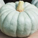 10 Pumpkin Blue Jarrahdale Seeds
