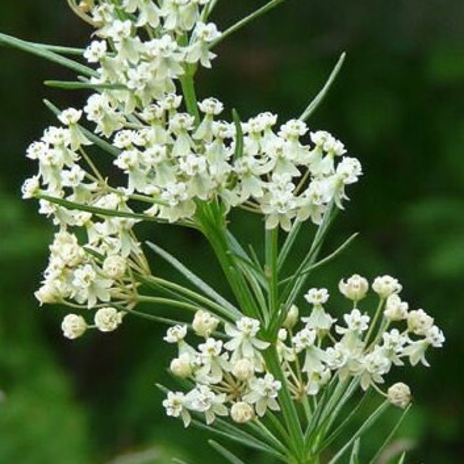 50 Whor Milk Weed Seeds