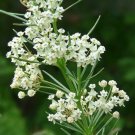 50 Whor Milk Weed Seeds