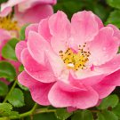 50 Early Wild Rose Seeds