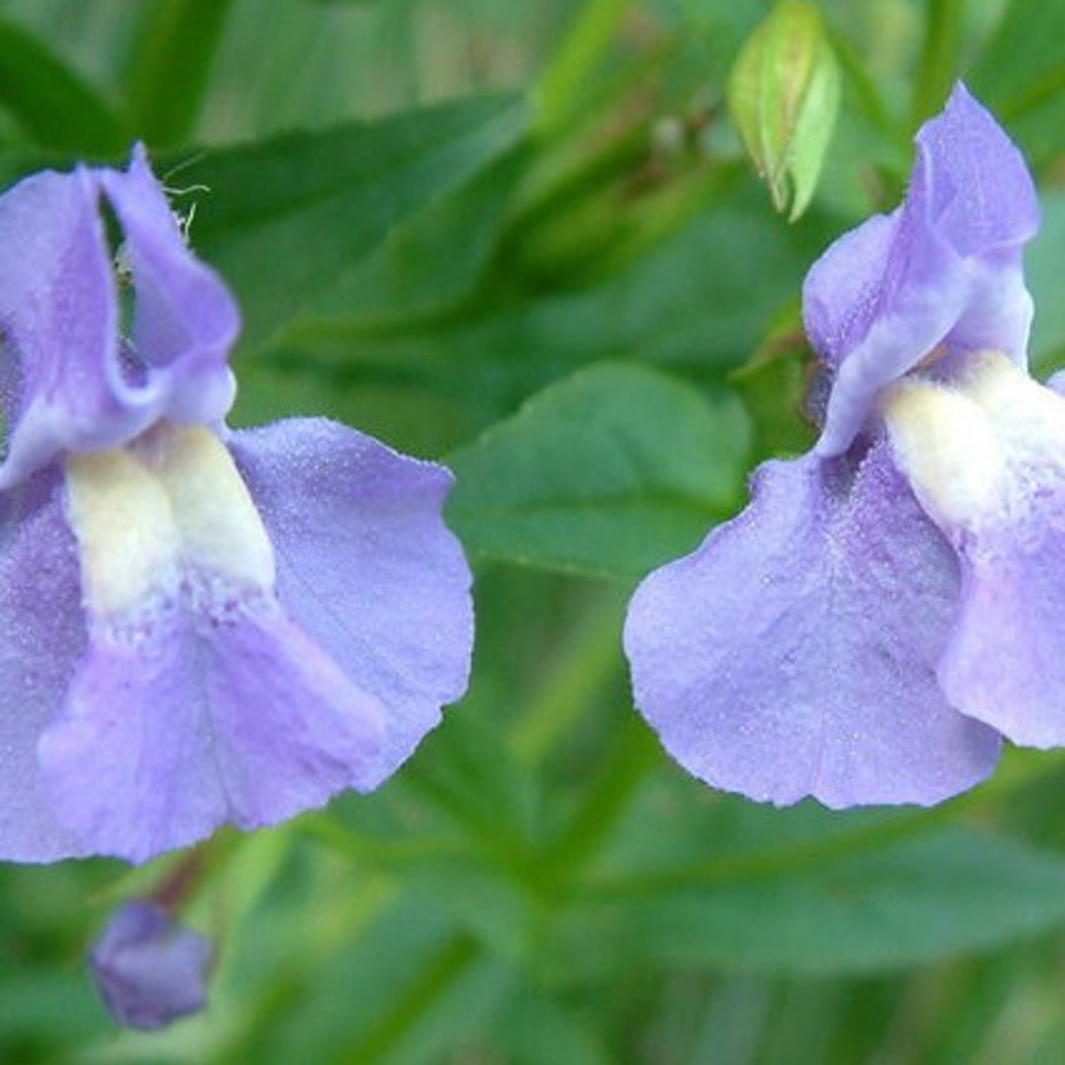 200 Monkey Wildflower Seeds