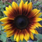 20 Firecracker Sunflower Seeds