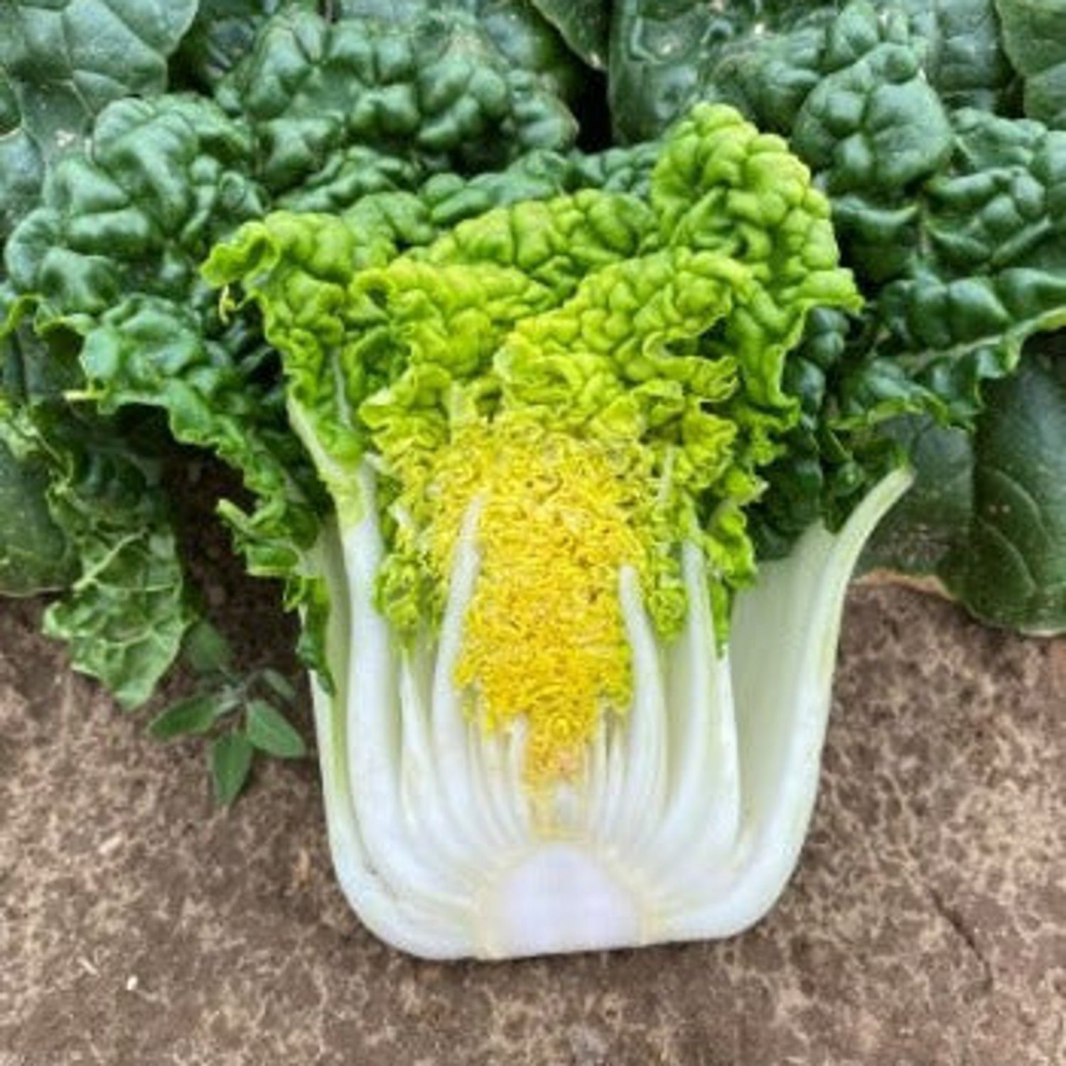 100 Golden Heart Pak Choy Seeds