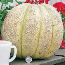 20 Gurney'S Giant Cantaloupe Seeds