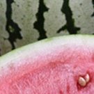 50 Dixie Queen Watermelon Seeds