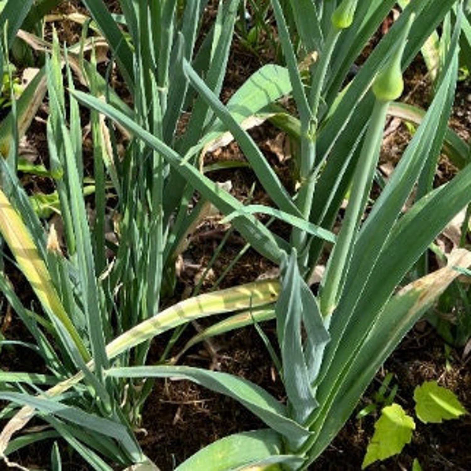 20 Leek Seeds