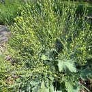 Sea Kale 5 Seeds