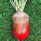 200Red Mammoth Mangel Beet