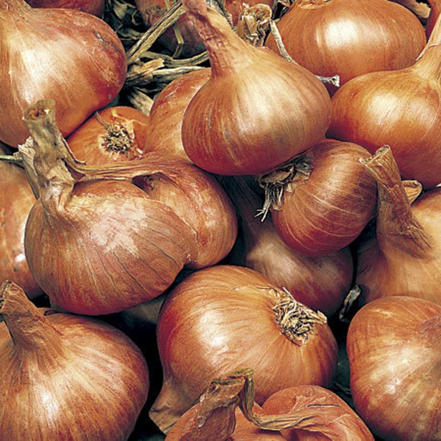 Yellow Potato Onion
