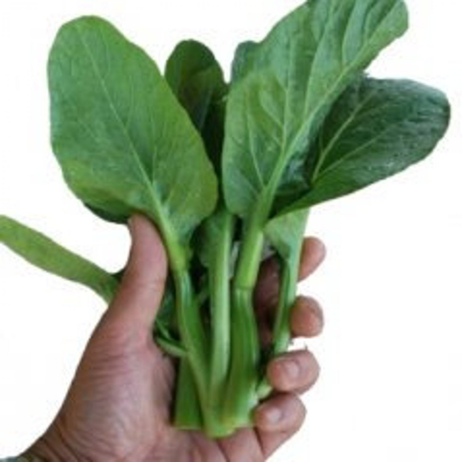 500Flowering Brassica Early Green