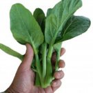 500Flowering Brassica Early Green