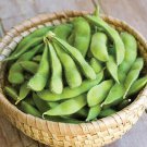 50 Midori Giant Soybean