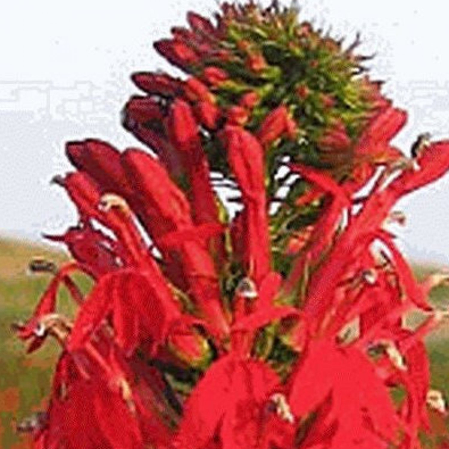 100 Cardinal Wild Flower