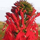 100 Cardinal Wild Flower