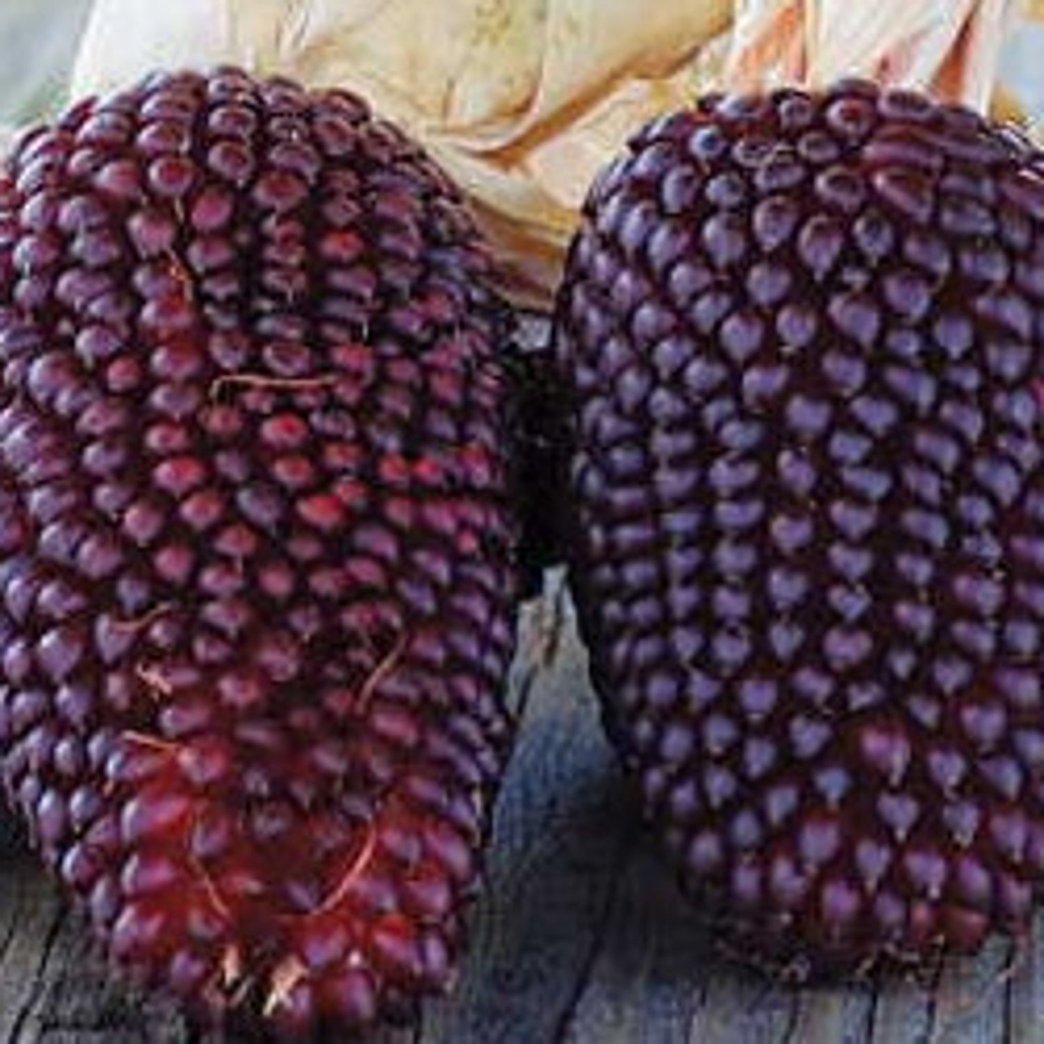 50 Popcorn Ornamental Corn Cherry Berry