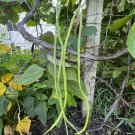 50 Yard Long Bean Yu Long