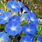 100 Clark'S Heavenly Blue Morning Glory