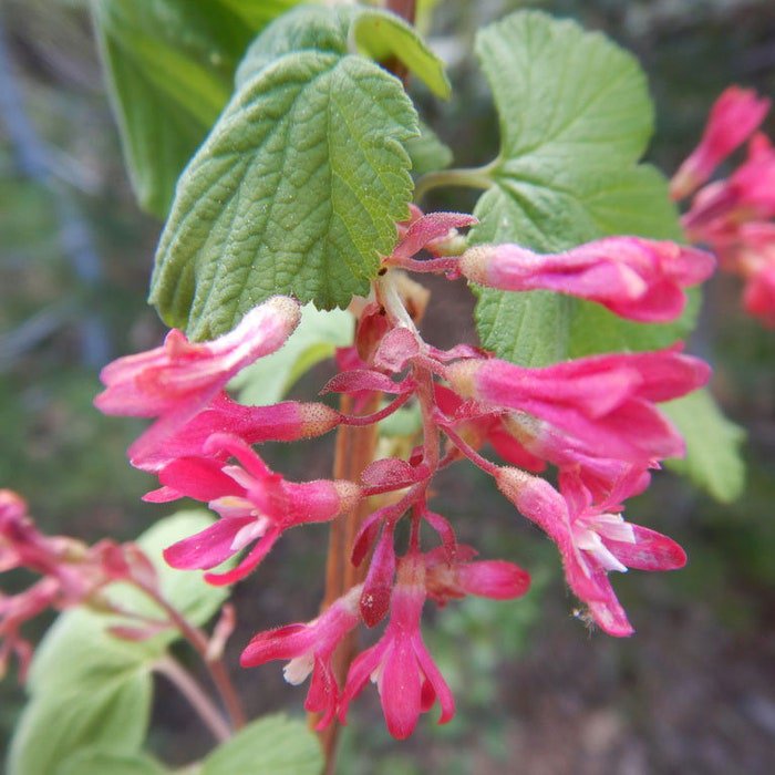 Ribes Nevadense Mountain Pink & Sierra Currant 10 Seeds