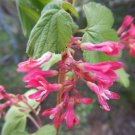 Ribes Nevadense Mountain Pink & Sierra Currant 10 Seeds
