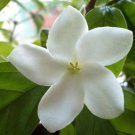 Psilanthus Bengalensis 10 Seeds