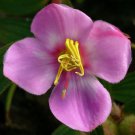 Osbeckia Stellata 200 Seeds
