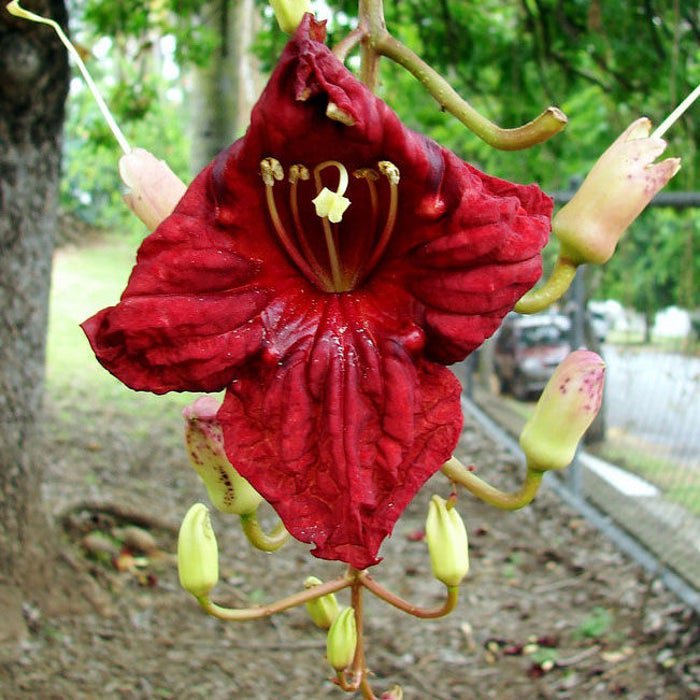 Kigelia Africana Sausage Tree 5 Seeds
