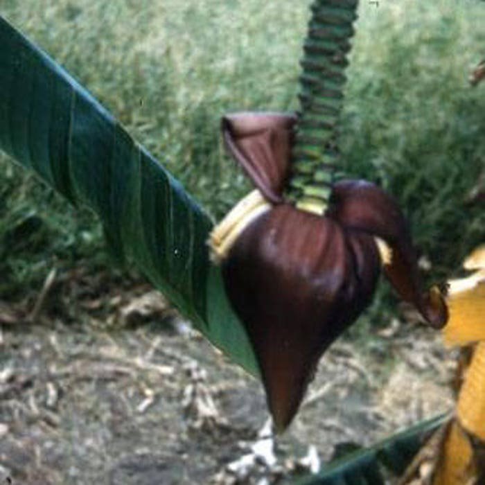 Musa Ochracea 20 Seeds