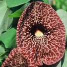 Aristolochia Grandiflora Pelican Flower 5 Seeds